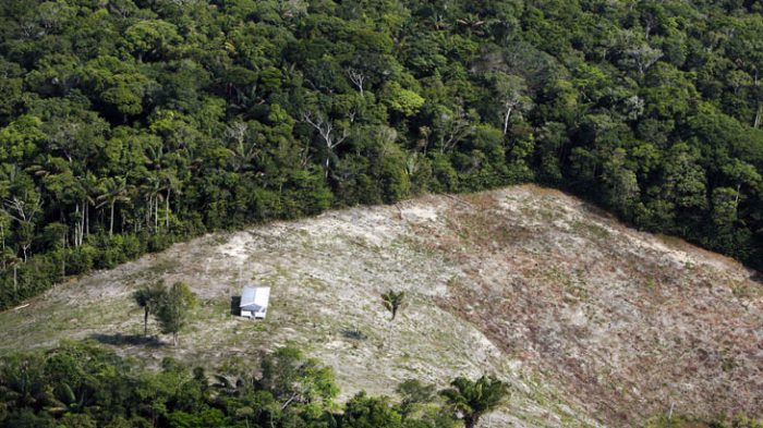 ‘É preciso desmistificar esse processo’, especialistas debatem sobre manejo florestal