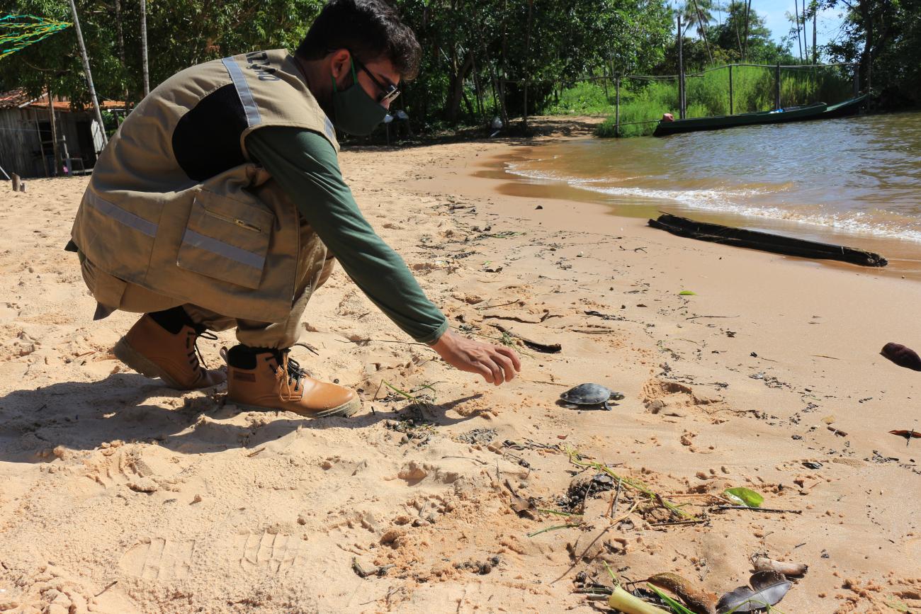 Quelônios nascidos em escola pública de Belém são soltos na natureza