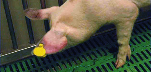 A doença não afeta humanos, mas é fatal para porcos (Reprodução/Internet)