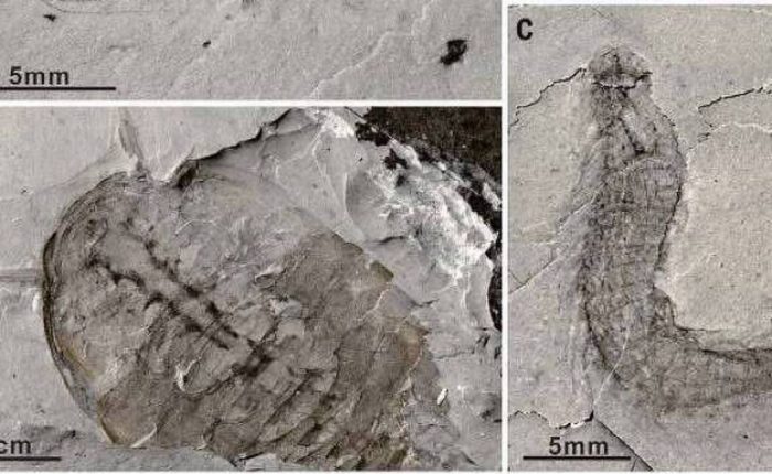 Fósseis de quase 900 milhões de anos podem ser vestígios mais antigos da evolução dos animais, aponta estudo