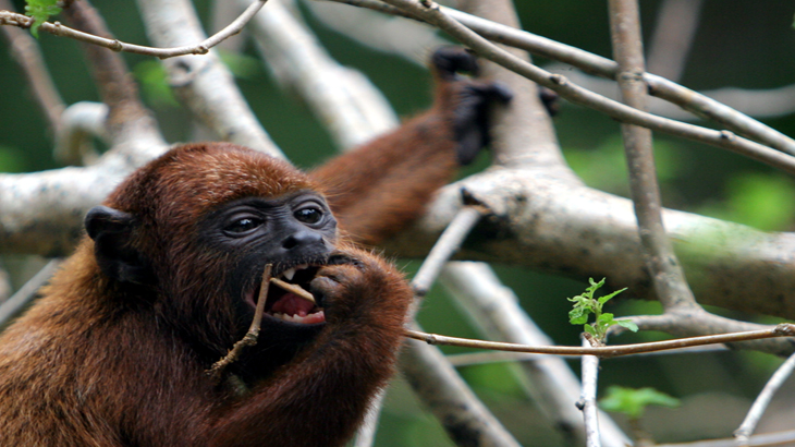 Dia de Proteção às Florestas: consumo consciente dos recursos e a vida animal