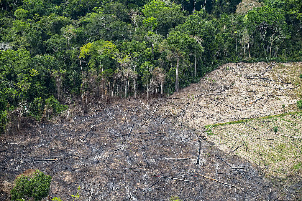 Os estados do Pará, Amazonas e Mato Grosso lideraram o ranking de devastação  (Reprodução/Greenpeace Brasil)