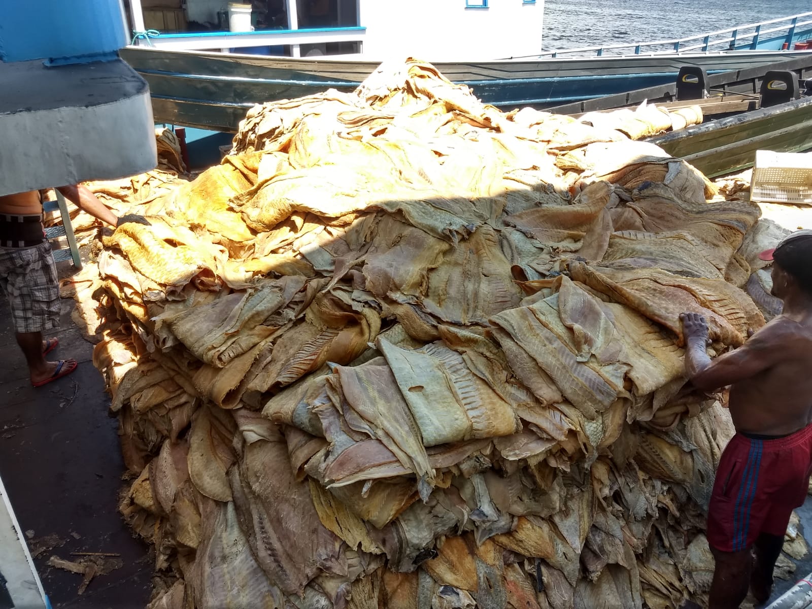 Operação da Polícia Civil apreende 20 toneladas de pescado ilegal, no interior do AM