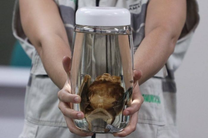 Após ataque de morcego, FVS-RCP investiga casos no interior do Amazonas