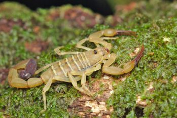 Escorpião raro no Brasil é encontrado no Amazonas e espécie vai compor acervo do Museu da Amazônia