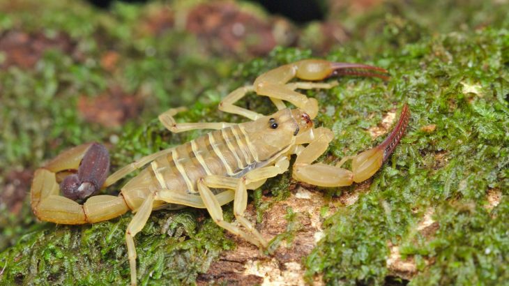 Escorpião raro no Brasil é encontrado no Amazonas e espécie vai compor acervo do Museu da Amazônia