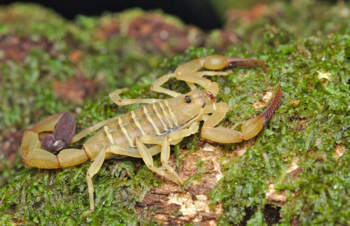 Escorpião raro no Brasil é encontrado no Amazonas e espécie vai compor acervo do Museu da Amazônia