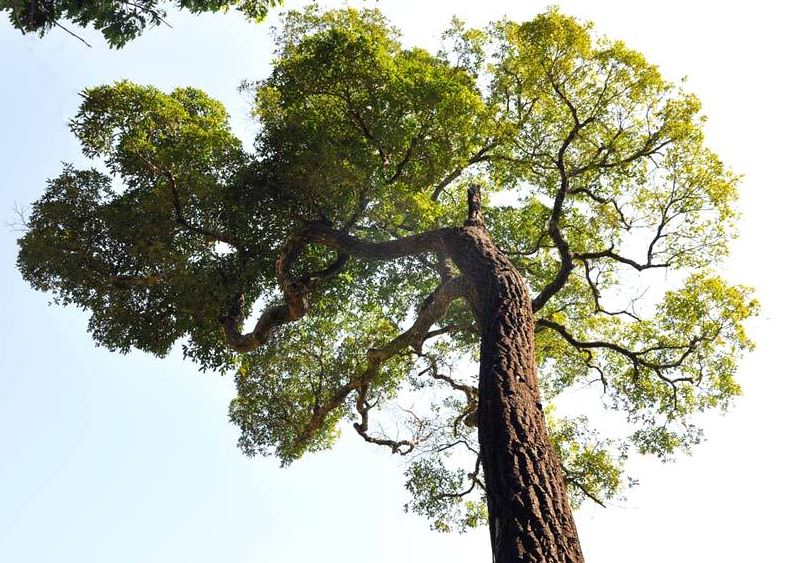 Dona de Belo Monte quer usar árvores nobres do Xingu para produzir carvão