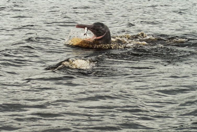 Cientistas da Bolívia tentam desvendar mistérios do boto-cor-de-rosa