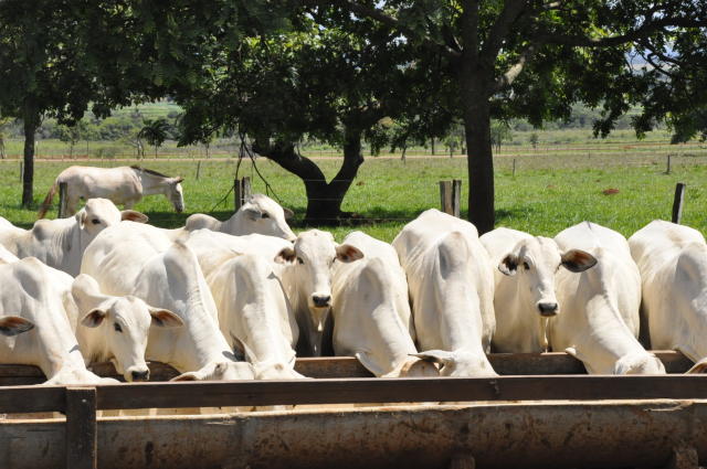 Região Norte lidera crescimento de gado que ultrapassa 218 milhões de cabeças no Brasil