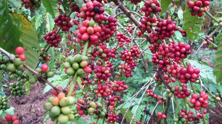 The forest is an ally in coffee production in Apuí (file IDESAM/Café Apuí Agroflorestal)