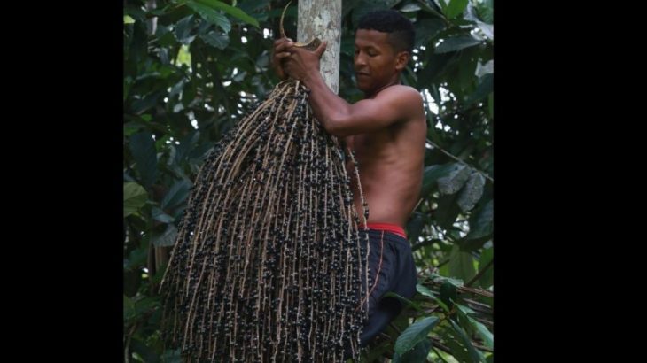 The traditional populations of the Amazon, who live off extractivism, are at the center of discussions about the bioeconomy (Ricardo Oliveira/Cenarium) 