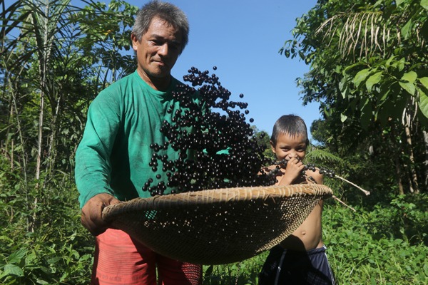 ‘Ouro negro da Amazônia’: Pará lidera produção de açaí do Brasil