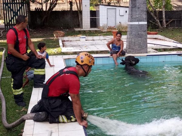 Vídeo: em Manaus, bombeiros militares resgatam búfalo após animal cair em piscina