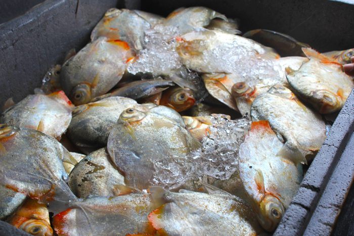 Amapá analisa suspender consumo de peixe após primeiros casos da ‘urina preta’ no Estado