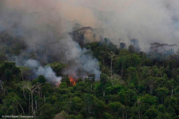 Pelo terceiro ano consecutivo no governo do presidente Jair Bolsonaro (PL), o desmatamento passa de 8 mil km²  (Chico Batata/Greenpeace)