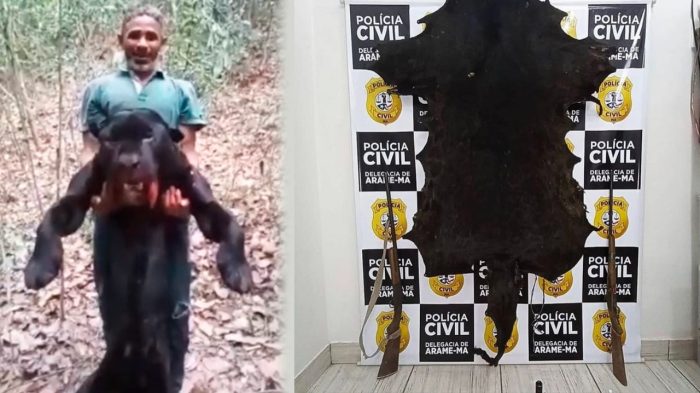 Onça-preta morta e exibida em vídeo por caçador é considerada vulnerável por especialistas