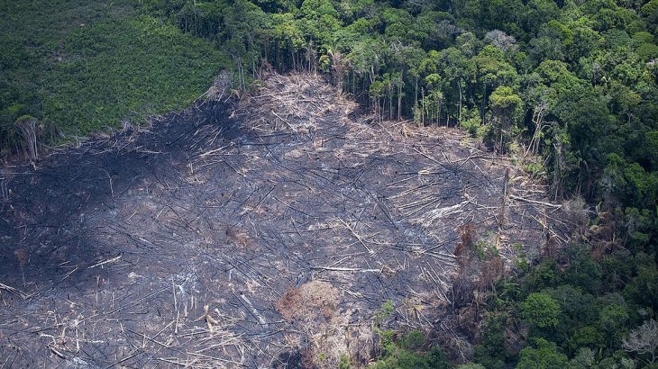 Ao final da temporada de fogo na Amazônia, o Greenpeace esteve em campo para registrar o estrago deixado pelas queimadas, na região entre os estados do Amazonas, Acre e Rondônia. (Reprodução/Greenpeace)