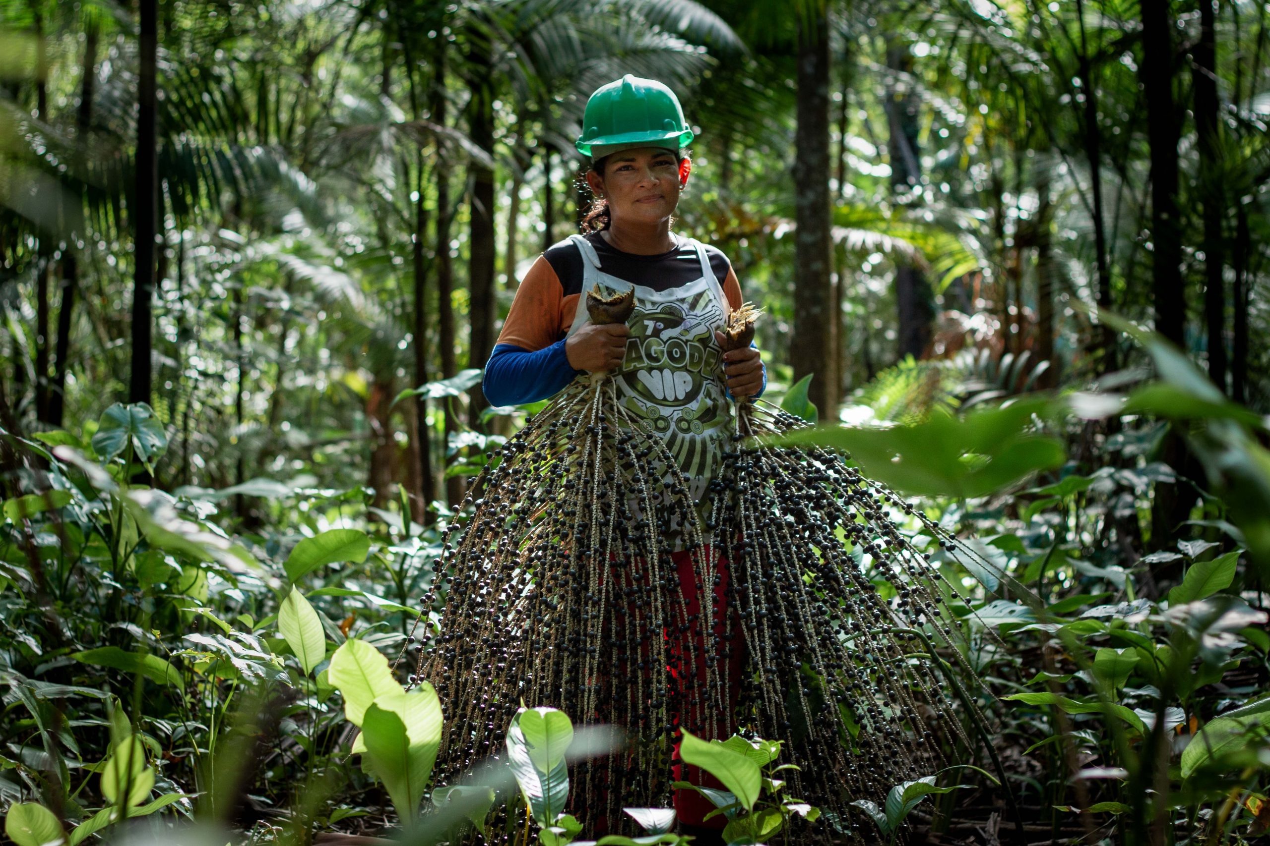 Açaí é colhido na natureza em formas de cachos que crescem em palmeiras na Amazônia. (Divulgação/ Amazonbai)