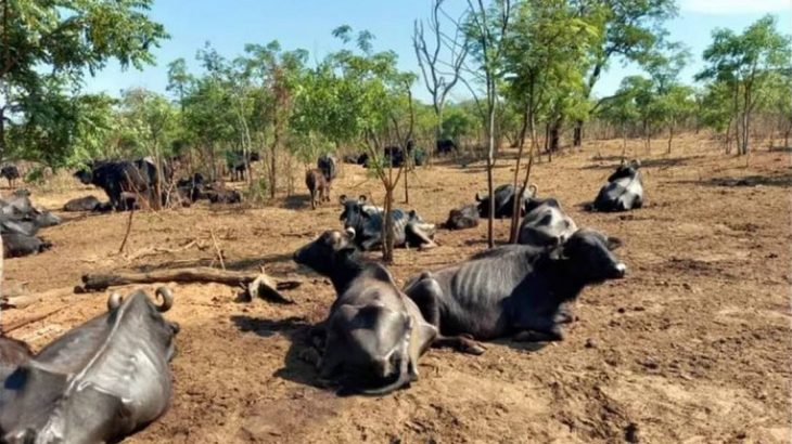 Búfalas foram abandonadas no sítio Água Sumida, em Brotas (SP); polícia investiga razão dos maus-tratos. (Reprodução / Instagram) 