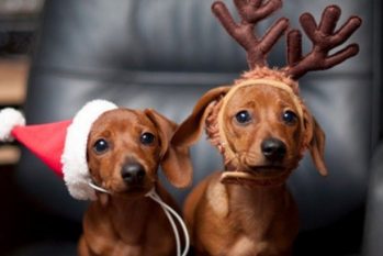 Cachorros em clima natalino. (Reprodução/ Internet) 