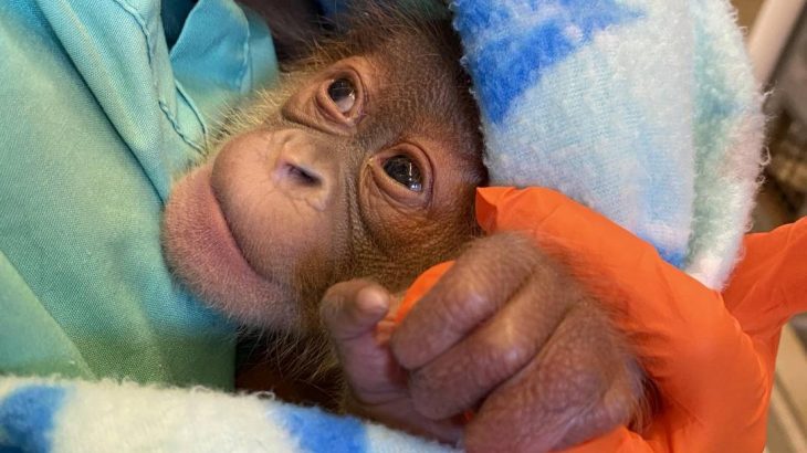 Filhote de orangotango de Sumatra nascido em zoológico dos EUA (Divulgação)