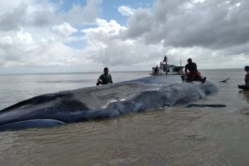 Baleia da espécie Fin morreu após encalhar em município do Pará. (Reprodução/G1)