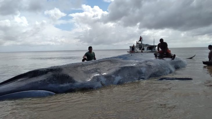 Baleia da espécie Fin morreu após encalhar em município do Pará. (Reprodução/G1)