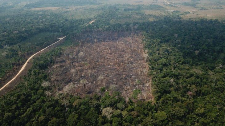 LVMH, Zara, Nike e outras marcas podem vir a contribuir com a destruição da floresta tropical, a partir de conexões com a indústria de couro. (Op. VERDE BRASIL/17)