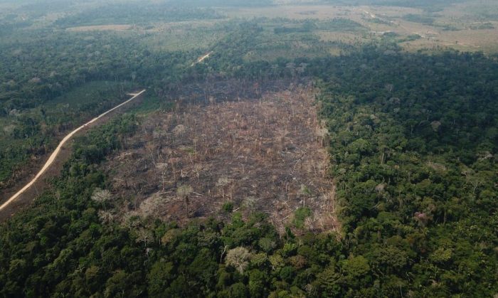 Novo estudo vincula as principais marcas de moda ao desmatamento da Amazônia