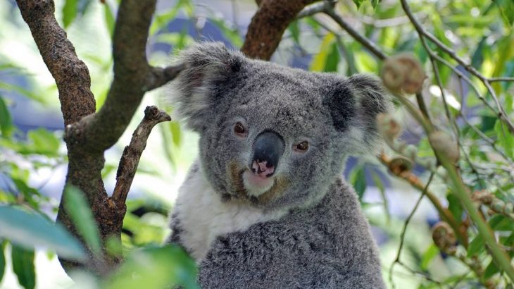 Segundo Fundação Australiana dos Coalas, o país tem apenas 43 mil exemplares destes marsupiais em liberdade. (Pixabay)