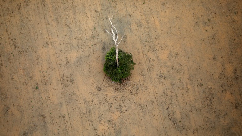 ‘Pode ocupar terra pública e desmatar, que o governo legaliza’, diz Imazon sobre nova proposta do ‘PL da Grilagem’