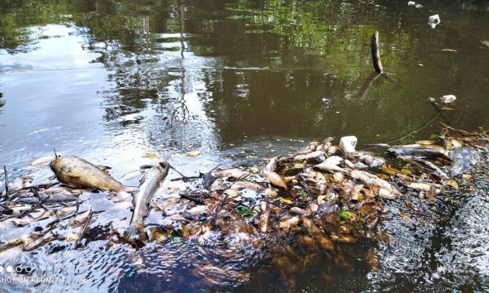 No AP, contaminação em rio deixa cidade há 10 dias sem água e provoca a morte de animais