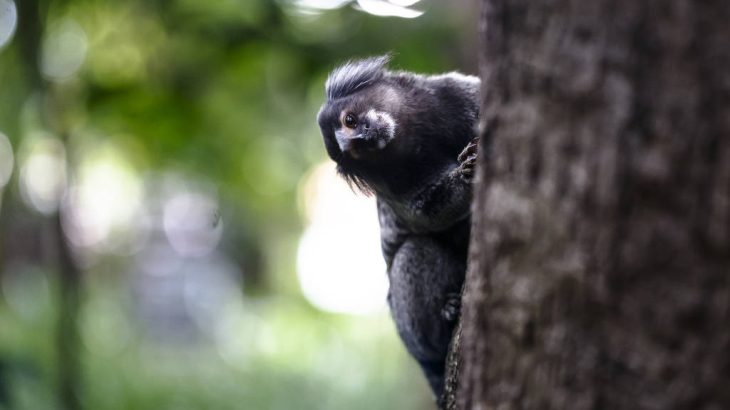 Parques e bosques abrigam primatas e quase 500 espécies de aves (Reprodução)