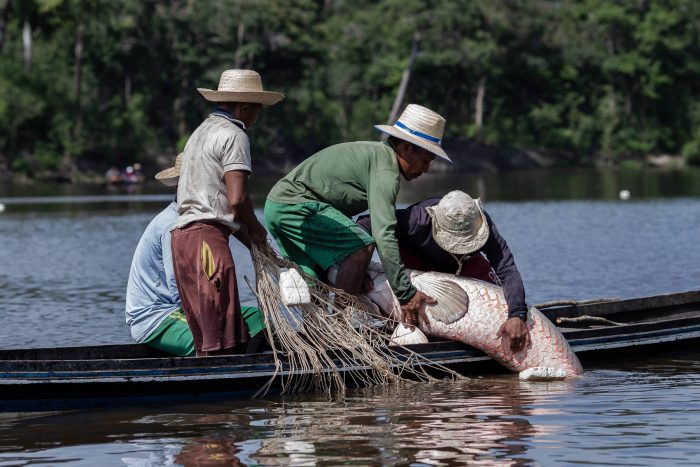 Pesca do pirarucu no Amazonas (Eduardo Anizelli/ Folhapress)