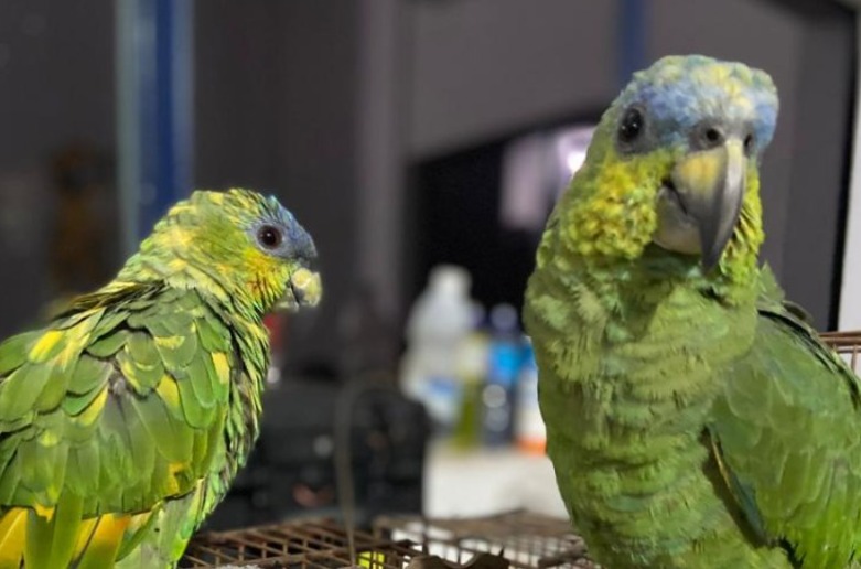 Durante fiscalização, polícia apreende aves da Amazônia no interior do Pará