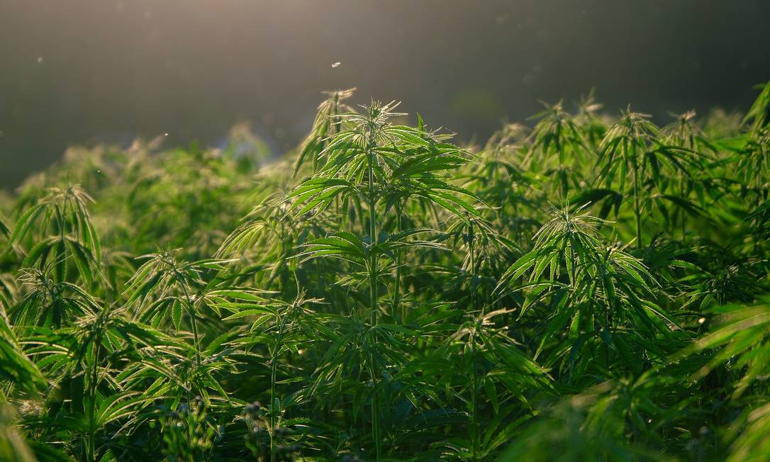 Compostos da cannabis podem prevenir Covid-19, mostra estudo