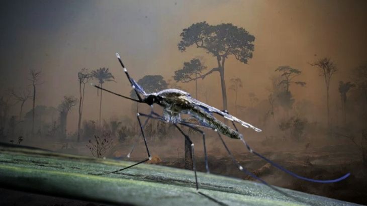 Alterações na biodiversidade modificam as espécimes do mosquito. (Arte: Isabelle Chaves/Cenarium)