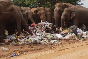 Elefantes em lixão no Sri Lanka. (Divulgação)