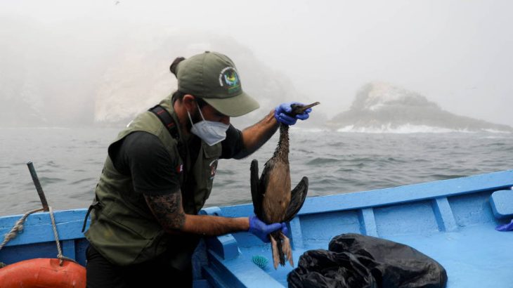 Bióloga segura pássaro afetado pelo vazamento de óleo na costa do Peru - Pilar Olivares/Reuters

