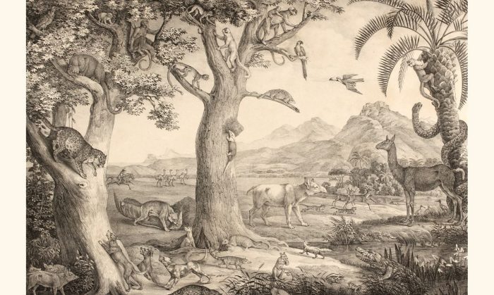 Mostra virtual apresenta expedição de naturalistas alemães no Brasil