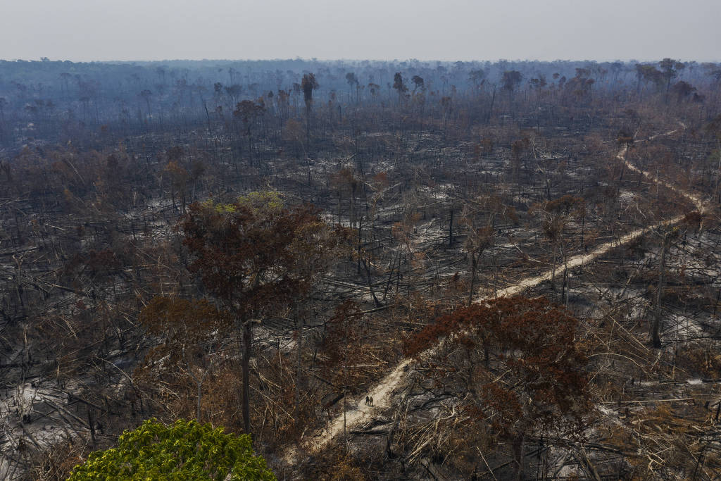 Inteligência artificial aponta que desmate na Amazônia neste ano pode ser de mais de 15 mil km², o maior desde 2006