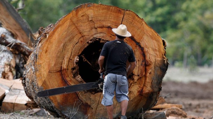 MPF apura invasão em território de povos tradicionais e extração ilegal de madeira na BR-319