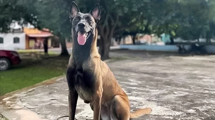 A cadela, da raça Pastor Belga Malinois, integrava o efetivo da Companhia Independente de Cães (CIPCães). (Divulgação)