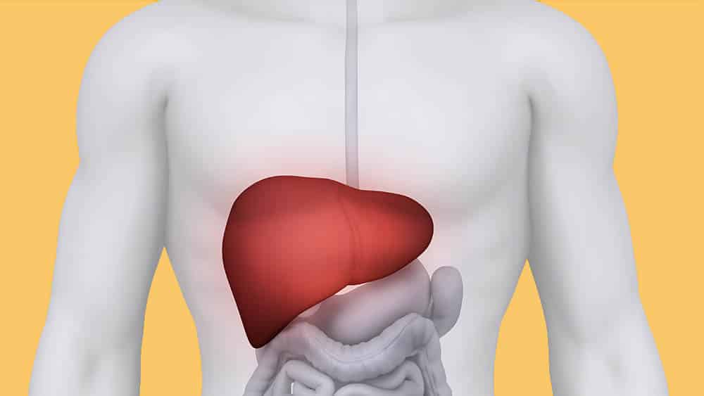 Fígado humano pode ‘mudar de sexo’ para se proteger de possíveis lesões, mostra estudo