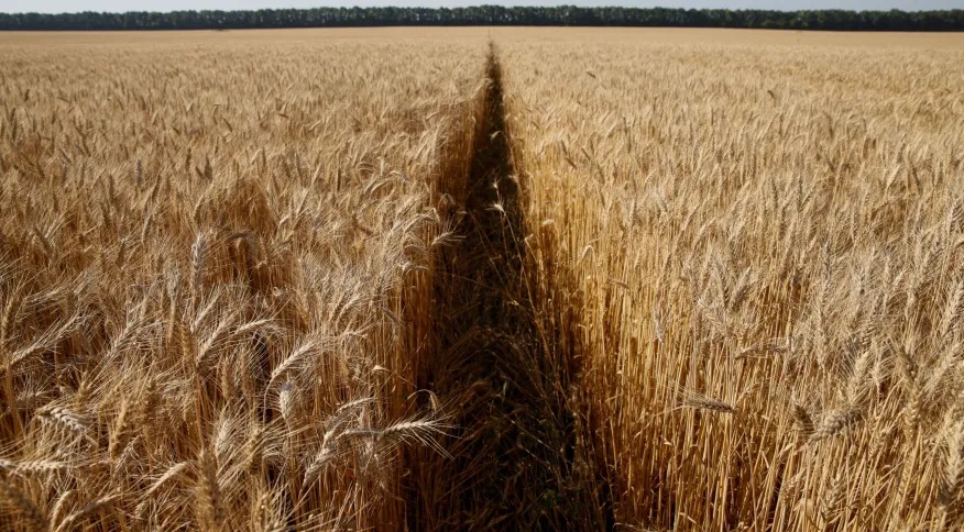 Guerra na Europa impacta mercado do trigo e derivados no Brasil; ‘haverá reajustes de preços’