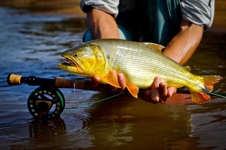 Pesca esportiva: no Pantanal mato-grossense, setor atrai 100 mil turistas e movimenta mais de  US$ 1,8 milhão por ano