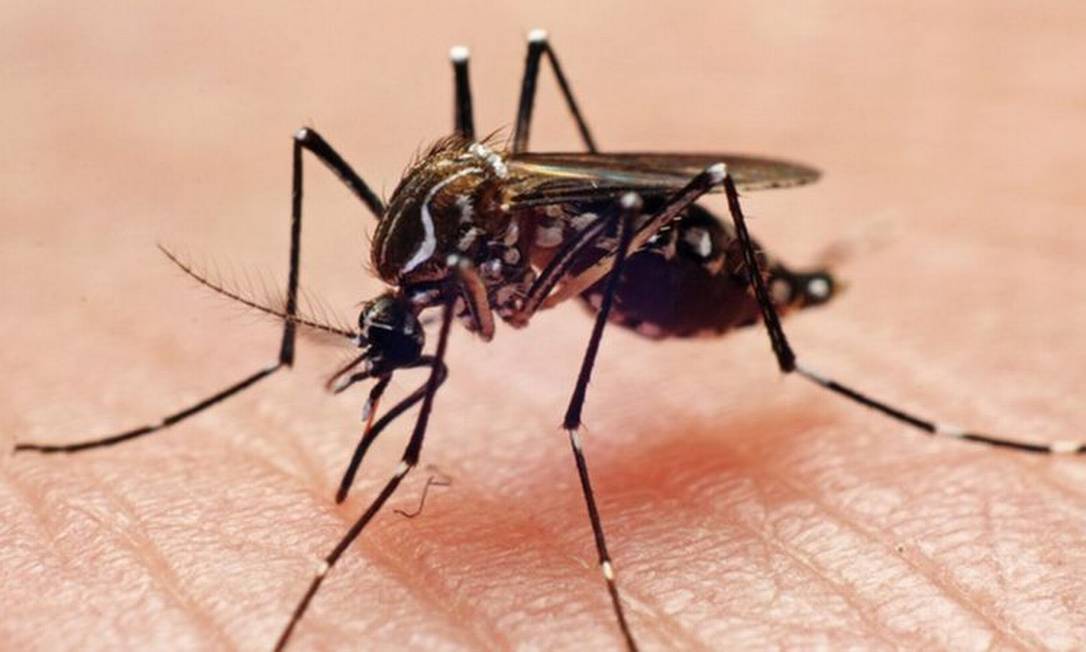 Mosquito Aedes aegypti é o principal transmissor de zika vírus (João Paulo Burini/Getty Images)