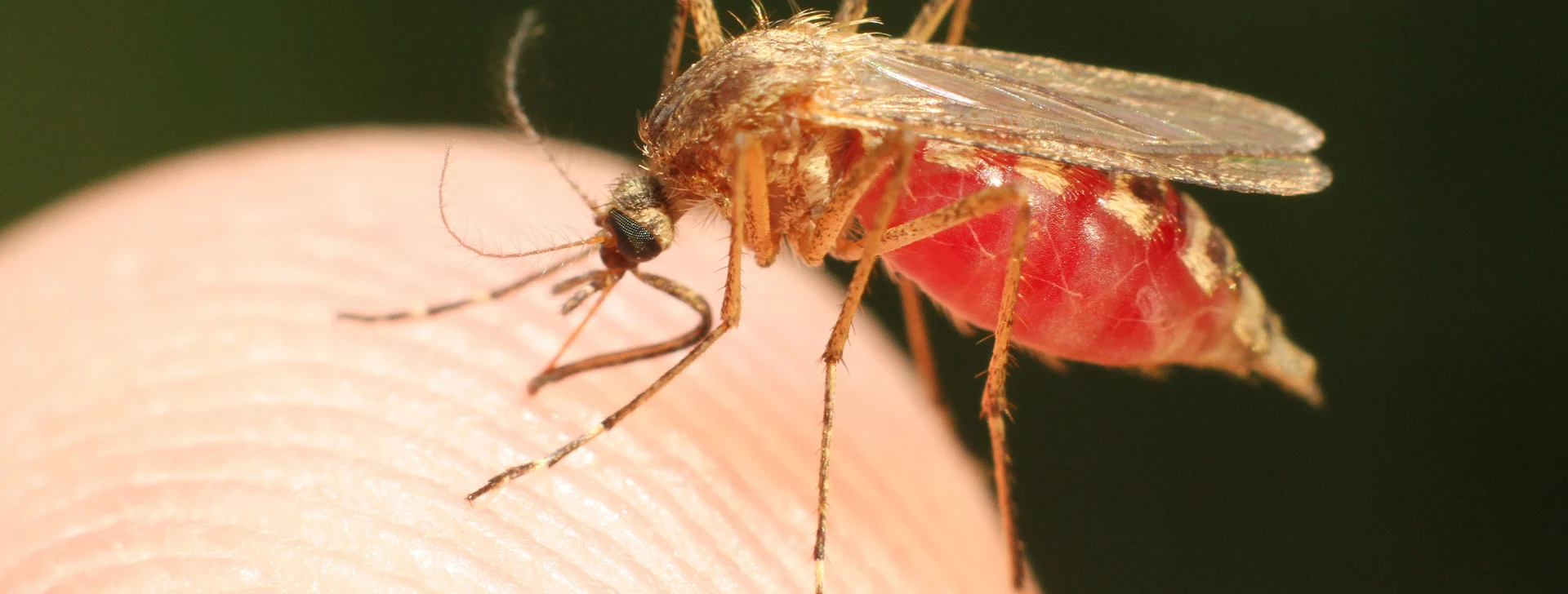 Segundo dados do Ministério da Saúde, Amazonas concentra 40% dos casos de malária no Brasil