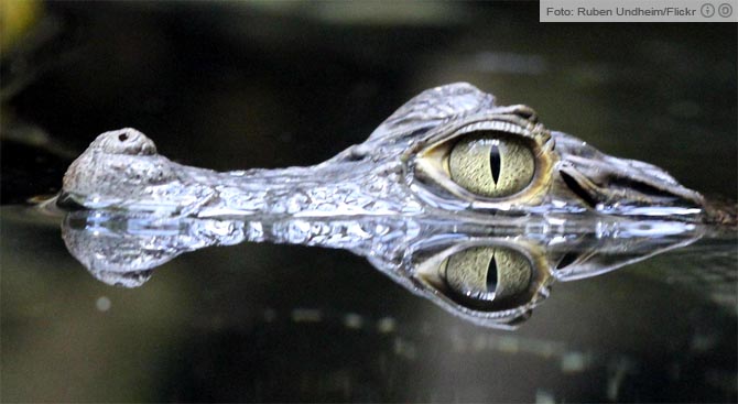 Jacaré é amarrado em poste no Centro de Manaus; ‘Crueldade e desrespeito’, criticam pesquisadores